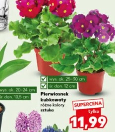 Pierwiosnek kubkowaty