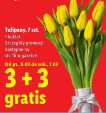 Tulipany 7 szt.