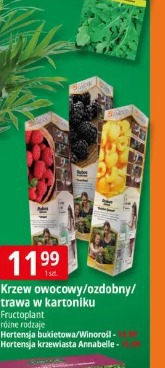 Krzew owocowy/ozdobny/trawa w kartoniku Fructoplant