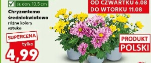 Chryzantema średniokwiatowa