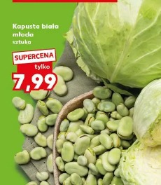 Kapusta biała młoda