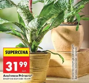 Aechmea Primera