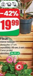 Fikus