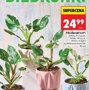 Filodendron White Princess, White Wizard, White Knight