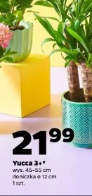 Yucca 3+