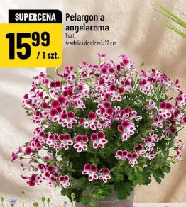 Pelargonia angelaroma