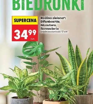 Roślina zielona Difonbachia, Monstera, Sansevieria