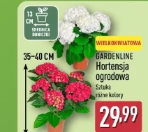 Gardenline Hortensja ogrodowa