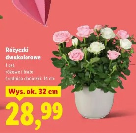 Różyczki dwukolorowe