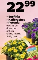 Surfinia Kalibrachoa Petunia