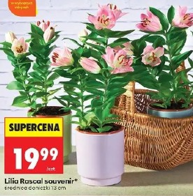 Lilia Rascal souvenir