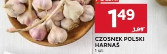 Czosnek polski Harnaś