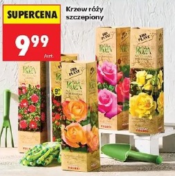 Krzew róży szczepiony