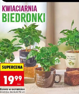 Kawa w ceramice