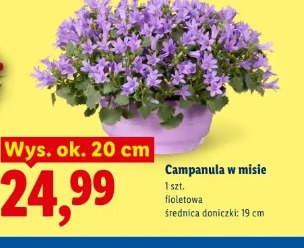Campanula w misie