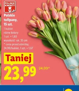 Polskie tulipany, 15 szt.