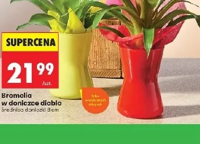 Bromelia w doniczce diablo