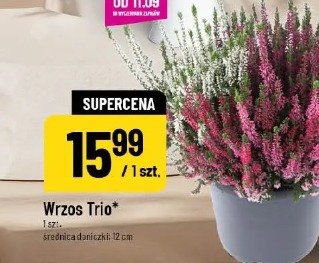 Wrzos Trio