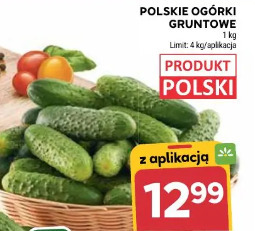 Polskie ogórki gruntowe