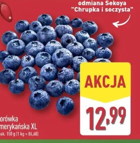 Borówka amerykańska XL