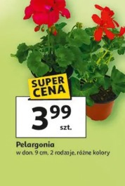 Pelargonia