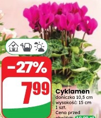 Cyklamen