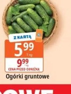 Ogórki gruntowe