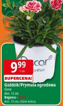 Goździk/Prymula ogrodowa Gasa