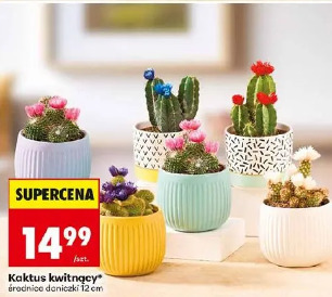 Kaktus kwitnący
