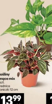 Rośliny pnącze mix