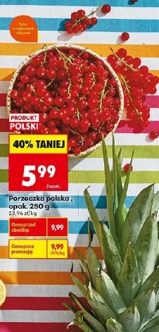 Porzeczka polska