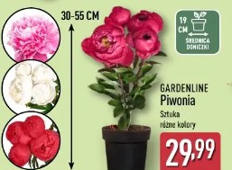Gardenline Piwonia
