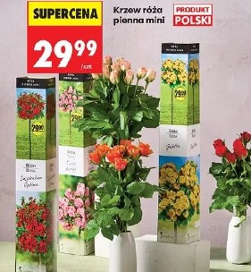 Krzew róża pienna mini