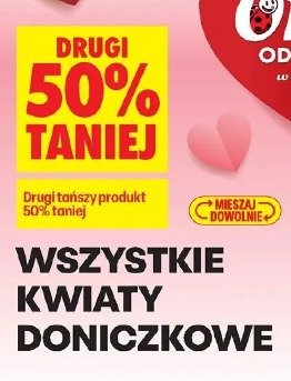 Wszystkie kwiaty doniczkowe