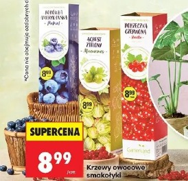 Krzewy owocowe smakołyki Gartenland