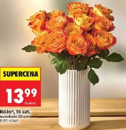 Róża, 15 szt.
