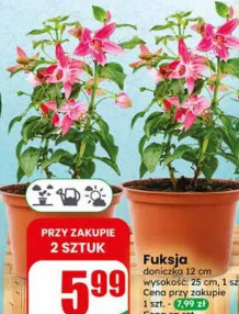 Fuksja