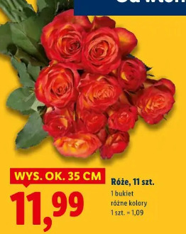 Róże 11 szt.
