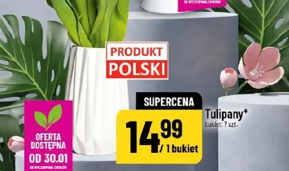 Tulipany