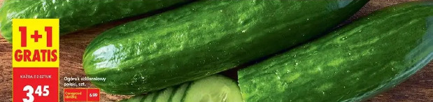 Ogórek szklarniowy polski