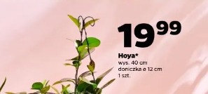 Hoya