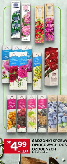 Sadzonki krzewów owocowych, roślin ozdobnych