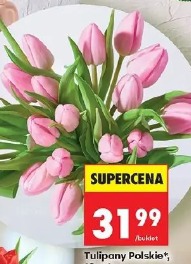 Tulipany Polskie