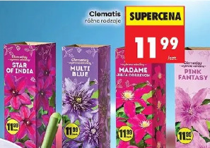 Clematis