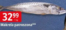 Makrela patroszona
