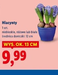 Hiacynty