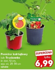 Pomidor koktajlowy lub Truskawka
