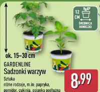 Gardenline Sadzonki warzyw