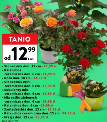 Kwiaty doniczkowe