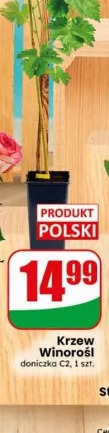 Krzew Winorośl